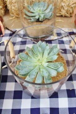 succulent centerpiece at a western birthday party